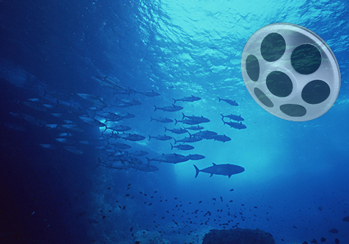 網(wǎng)箱點(diǎn)魚器 網(wǎng)箱點(diǎn)魚器